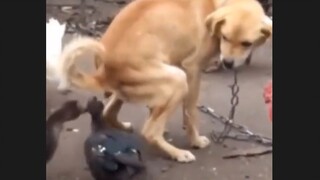 Anjing: Krisan itu kencang