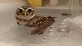Kimura the owl taking a shower