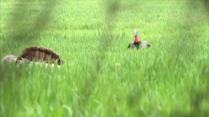 Kata cinta adalah pedang di atas kepala