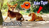 Fake Tiger Prank Dog So Funny - Fake Tiger Prank Monkey So Funny in 2021
