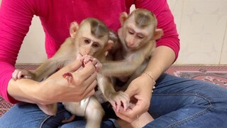 Routine Mom Feed Grape For Baby Lion & Sono Very Delicious Eating At Noon