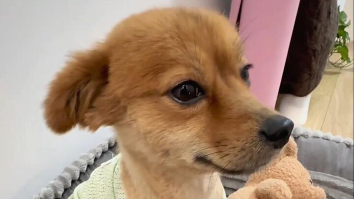 That little mutt sure has a strong savings mindset!