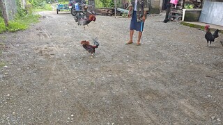 dalusapi