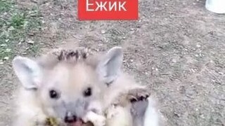 พอเม่นตัวน้อยเห็นอาหารแล้ว: ฉันเข้าใจแล้ว...