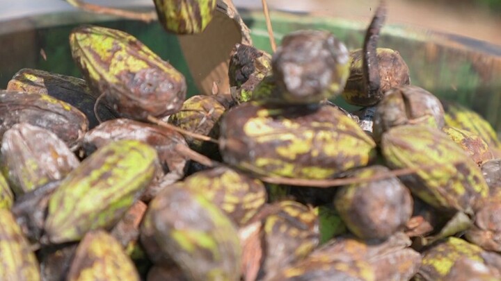 Kacang pecan segar