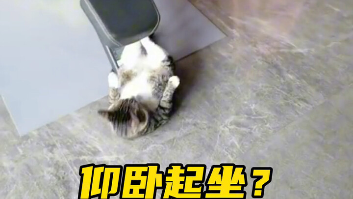 So disciplined #cat #shocked #hilarious