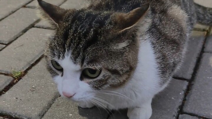 Ketemu kucing yang suka digelitik orang