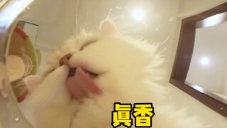 Come and watch cats drink water from a first-person perspective! !