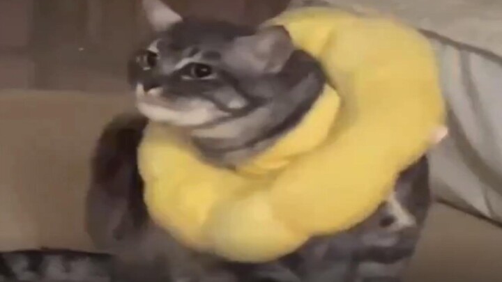 Cat: I just feel like there's something dirty.