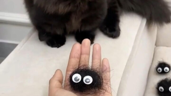 A contest to see who sheds more fur than the cat—unfortunately, I won!