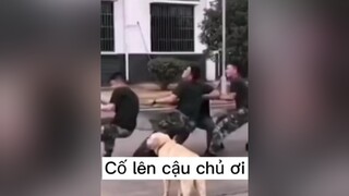 Chú chó giúp chủ kéo co🥰 chó chó_cưng chókhôn