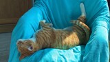 [Hewan] Posisi Tidur Kucing Oren
