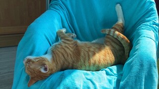 那只睡得很僵硬的大橘猫，后来它又偷偷学会了人类的睡姿
