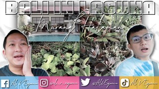 BALI IN LAGUNA + CHEAP PLANTS