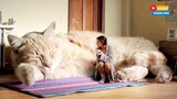 Top 9 loài Mèo lớn nhất thế giới  khiến bạn phải kinh ngạc| Hóng Khám Phá
