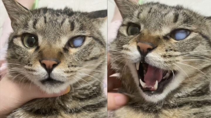 Quay video cho bác sĩ khám mắt cho mèo con, cứ bảo nó mở mắt là nó nghe không hiểu, vừa gọi nó là đồ