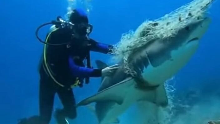 🦈 Trapped Shark Saved at the Last Second | Real Underwater Rescue Footage