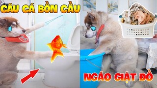 Thú Cưng Vlog | Ngáo Husky Troll Bố #2 | Chó thông minh vui nhộn | Smart dog funny cute pets
