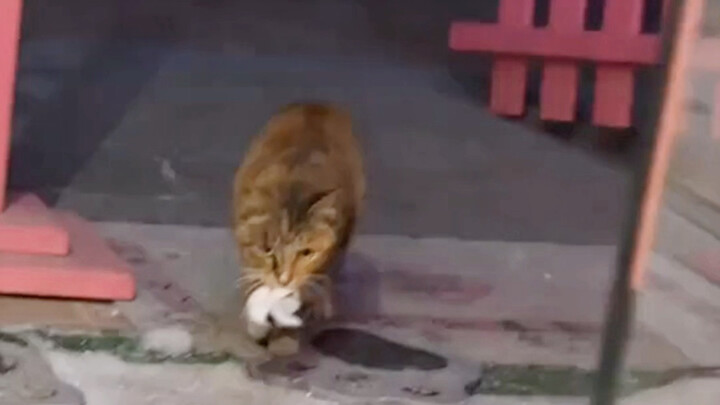 Bahkan anak kucing pun tahu harus memberikan hadiah kepada orang yang mereka sukai. Bahkan anak kuci