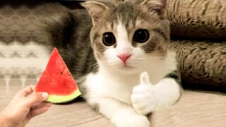 Funny Cat Videos ● That Will Make You Smile #13 - Funniest Dogs and Cats Videos