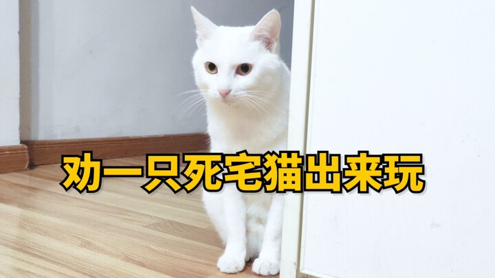 How hard is it to coax a hardcore homebody cat out to play…?