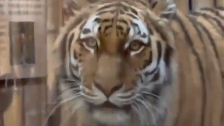 Snow Leopard: “The Siberian tiger is so scary…” The tiger is full of curiosity about the snow leopar