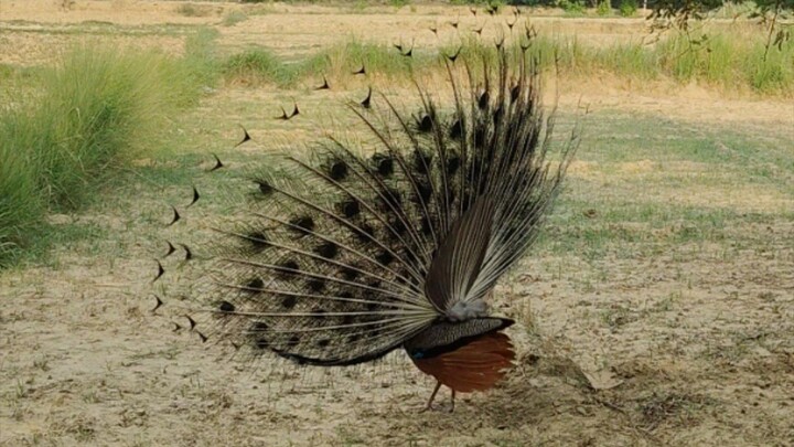 🦚 Beautiful Peacock Dancing in the Morning 🌅 | Nature Beauty