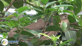 Cái Kết Của RẮN KHỦNG CỰC ĐỘC Nhất Việt Nam | Hội Ngộ Miền Tây - Tập 196