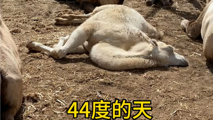 กลางวันแสกๆ นอนหลับสนิทขนาดนี้