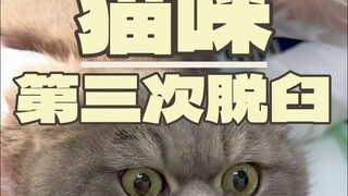 น้องแมวเข้าโรงพยาบาลถึง 3 ครั้งเพราะกลัวมาก?!