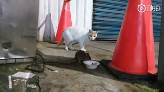 Kucing utara bertemu tikus selatan