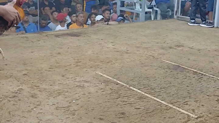 talo sa ona  2hits ulotan  angat cockers arena