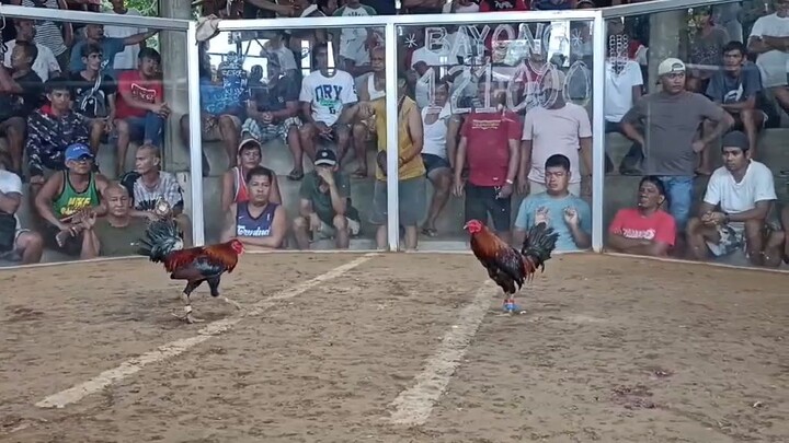 Tata Mar Toppy Line