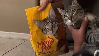 Kitten: How presumptuous of you!