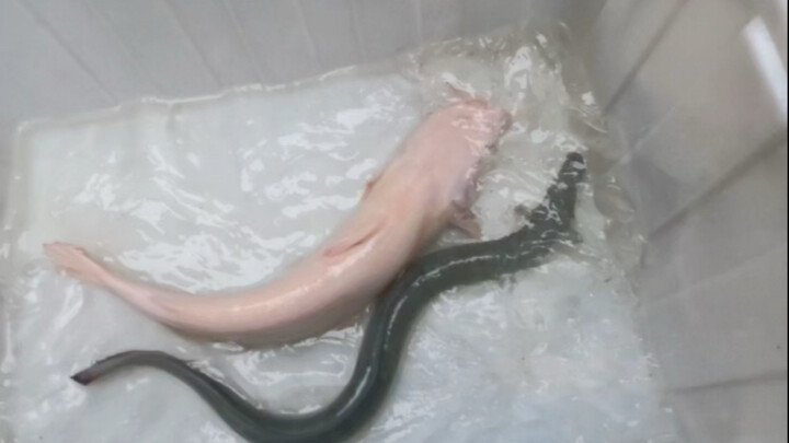 Drop two osmanthus fish into the well.