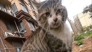 Master Miao bertemu dengan "musuh bebuyutan" si Macan Besar, "mengejarnya dari Jalan Dong Penglai hi