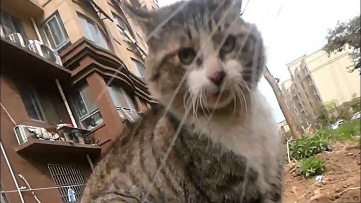 لقد صادف المعلم مياو "عدوه اللدود" القط الكبير المنقط، وطارده "من طريق بنغ لاي الشرقي إلى بوابة السم