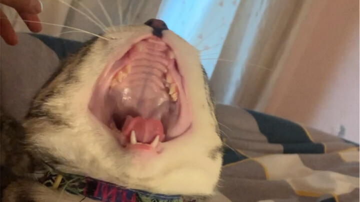 Pendamping Tidur Profesional