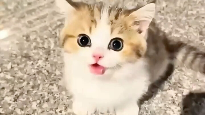 Word has it that humans steal kittens—now it’s all over the cat world.