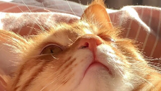 Some cats appear to be peaceful, gentle, and pure, but in reality...