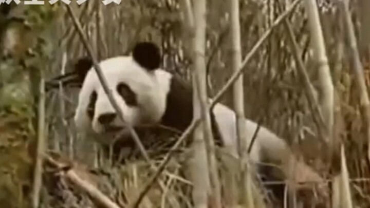 Góc nhìn của Tường Tường: Cùng là anh em sinh đôi, sao các bạn lại yêu thương em trai đến thế, còn b