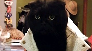 A black cat wants to ask for your help! Be sure to watch till the end