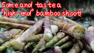 Come and taste a "high-end" bamboo shoot!