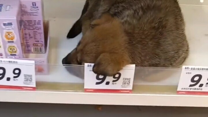 "Dog Sleeping Compilation"