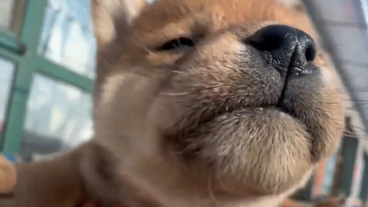 Grandma's Little Country Dog