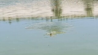 野钓有惊喜，大爷们