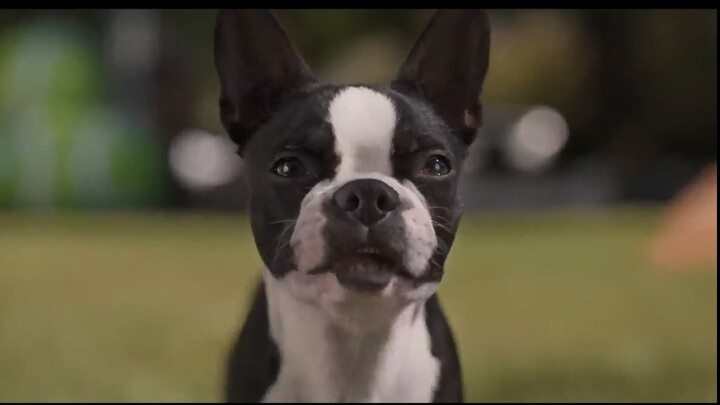 Strays Watch full movie : Link in Description