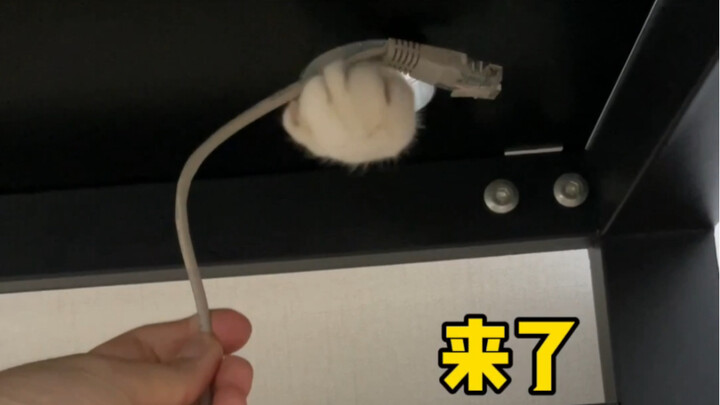 You care for a cat for a thousand days, but only need it for a single moment…