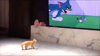 As we all know, Tom and Jerry is a documentary