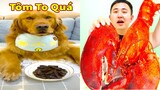 Thú Cưng TV | Đa Đa Thánh Chế #39 | Chó Golden Gâu Đần thông minh vui nhộn | Pets cute smart dog